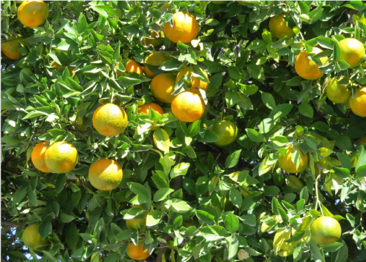 fruit